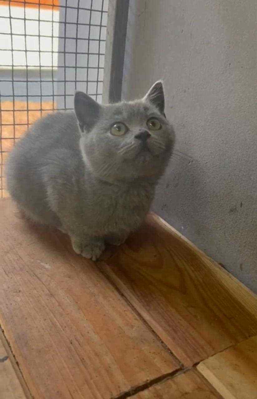 British Shorthair For Sale In Kollam