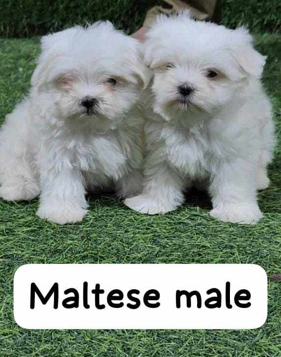 Maltese For Sale In Kozhikode