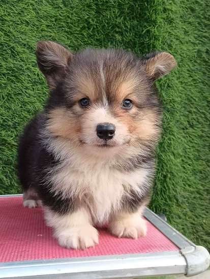 Pembroke Welsh Corgi For Sale In Thrissur