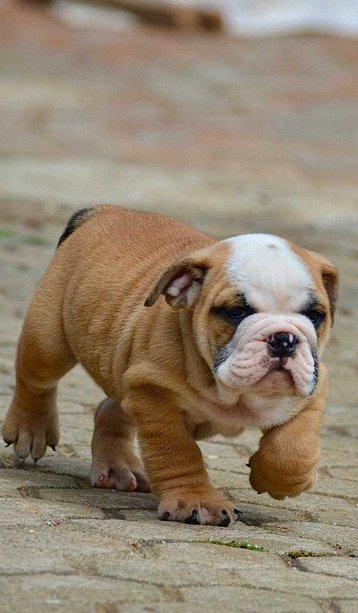 English Bulldog For Sale In Kollam
