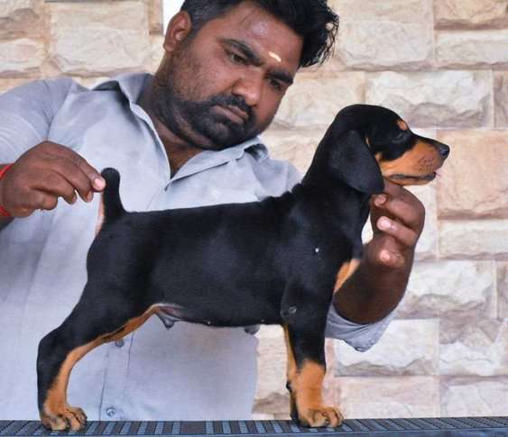 European Doberman For Sale In Jaipur