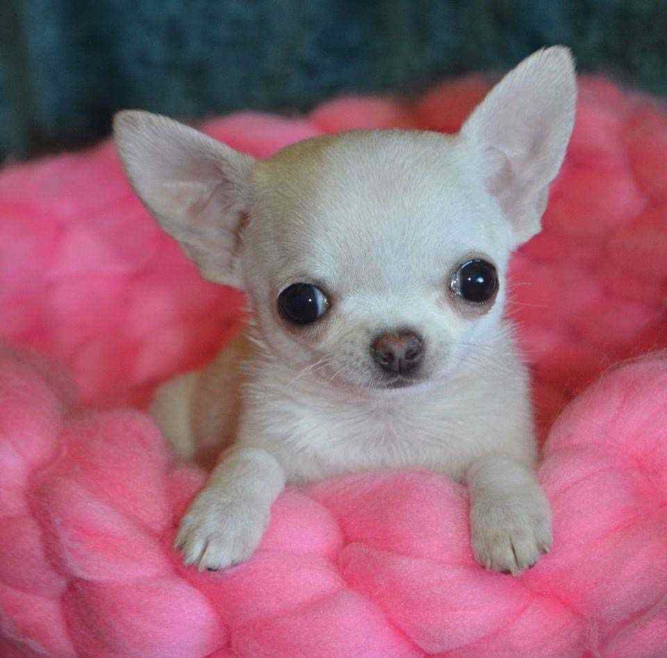 Chihuahua For Sale In Kasaragod