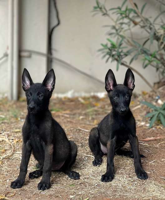 Belgian Malinois For Sale In Kochi