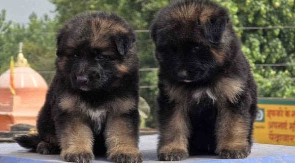German Shepherd For Sale In Arrah