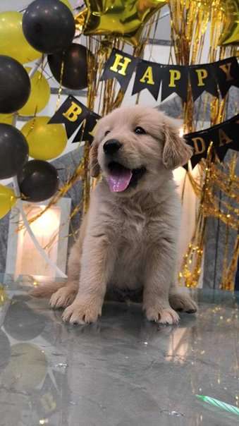 Golden Retriever For Sale In Kottayam
