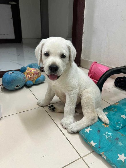 Labrador Retriever For Sale In Kollam