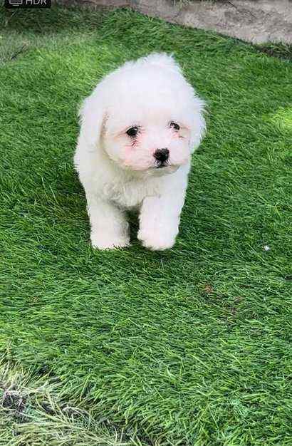 Maltese For Sale In Kochi