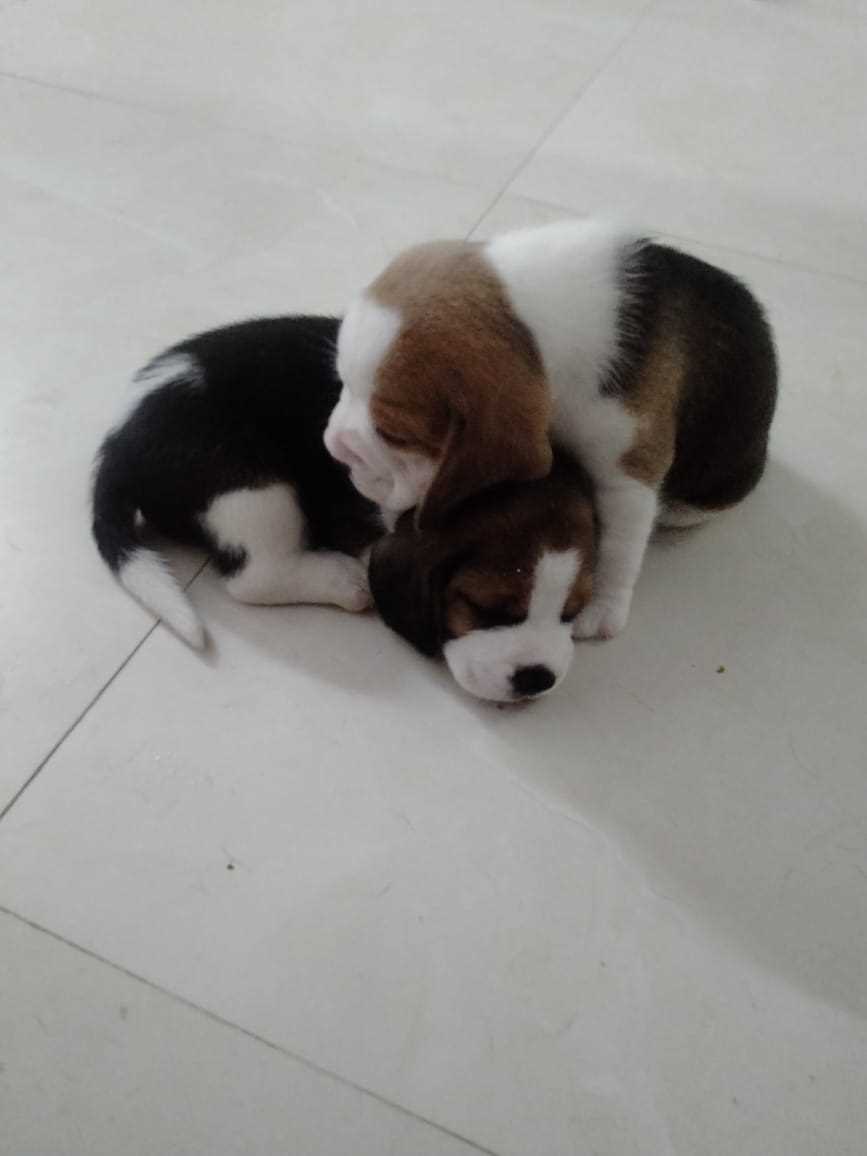 Beagle For Sale In Kochi