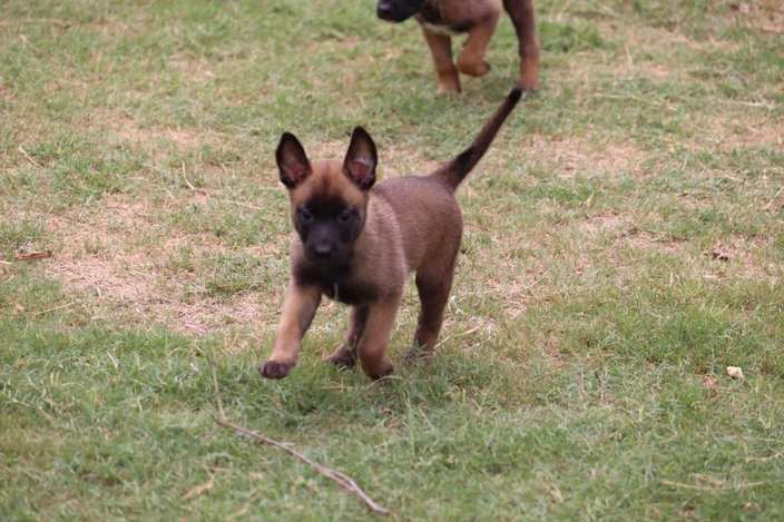 Belgian Malinois For Sale In Jaipur
