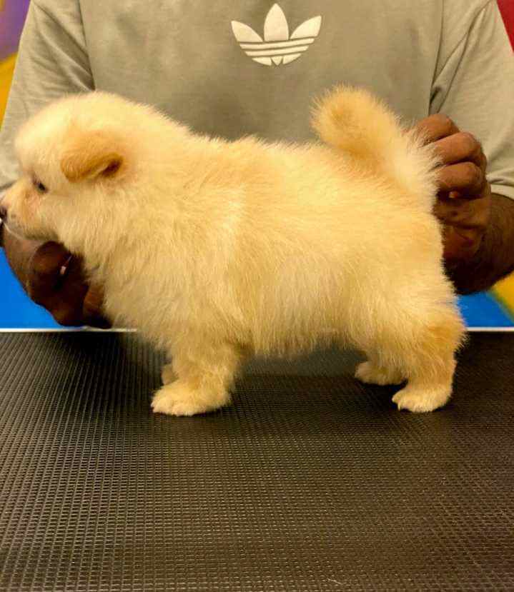 Culture Pomeranian For Sale In Kochi