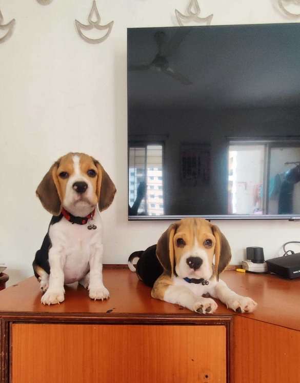 Beagle For Sale In Kochi