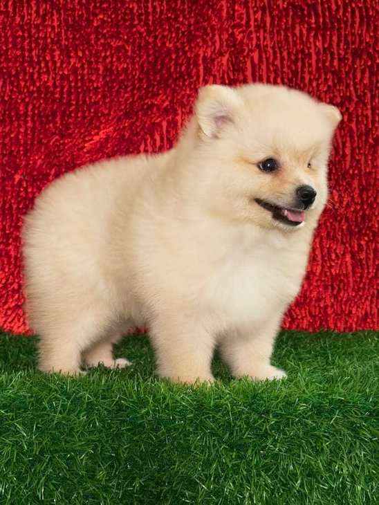 Culture Pomeranian For Sale In Kochi