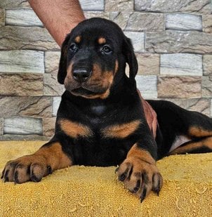 Doberman For Sale In Kochi