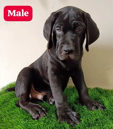 Cane Corso For Sale In Kasaragod