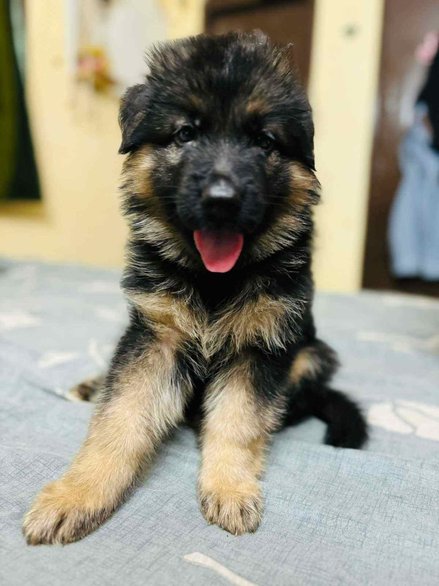 German Shepherd For Sale In Thrissur