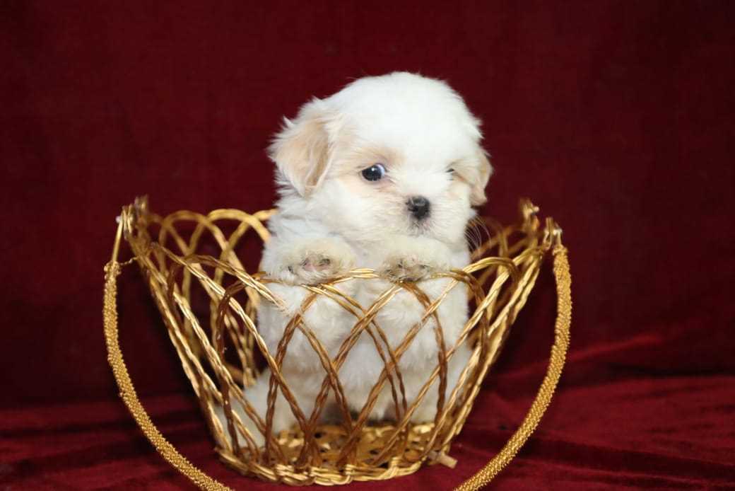 Shih Tzu For Sale In Kasaragod