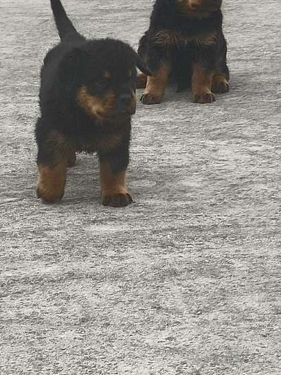 Rottweiler For Sale In Kochi