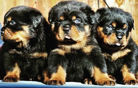 Rottweiler For Sale In Kochi