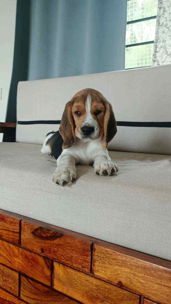 Beagle For Sale In Kochi