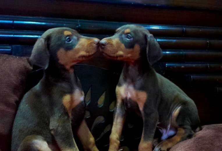 Doberman For Sale In Jaipur