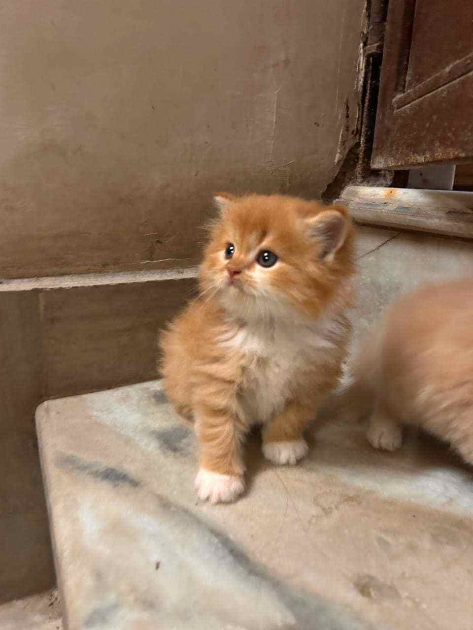 Persian For Sale In Kasaragod