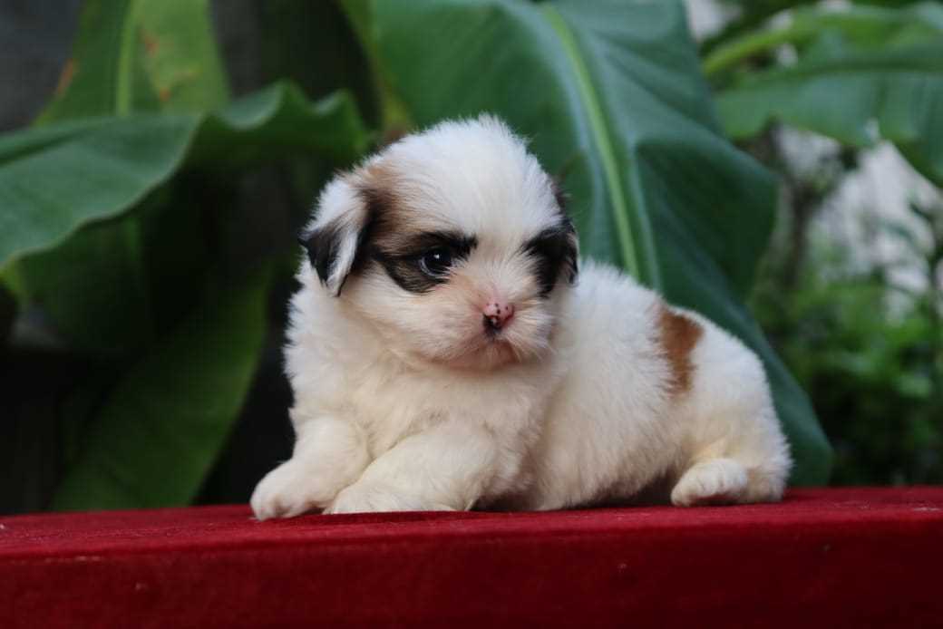 Shih Tzu For Sale In Kochi