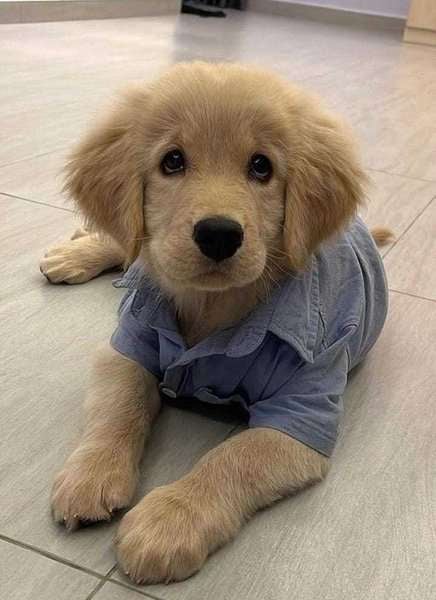 Golden Retriever For Sale In Faridabad