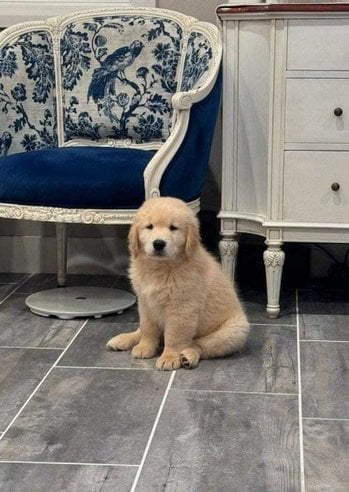 Golden Retriever For Sale In Kanpur