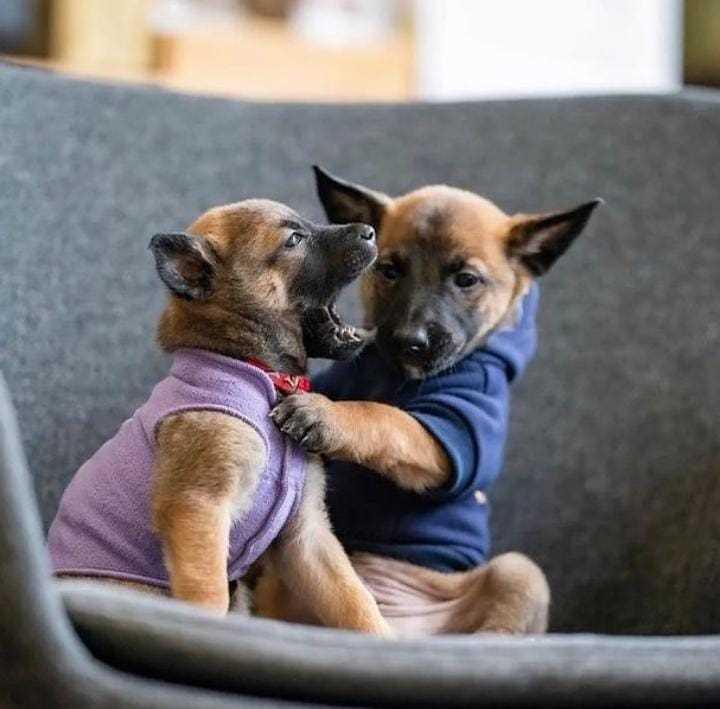 Belgian Malinois For Sale In Bhubaneswar