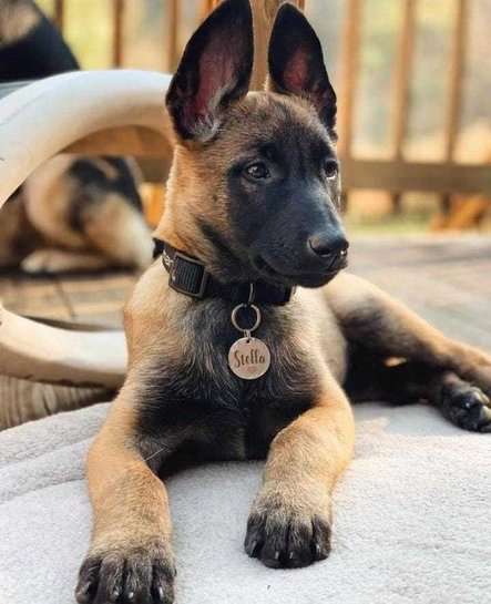 Belgian Malinois For Sale In Agra