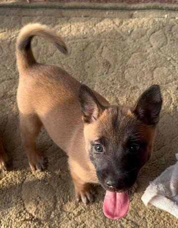 Belgian Malinois For Sale In Mungeli