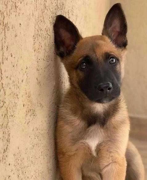 Belgian Malinois For Sale In Guwahati