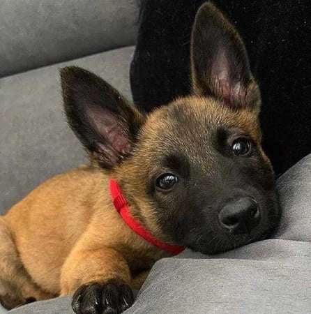 Belgian Malinois For Sale In Kochi