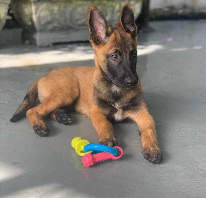 Belgian Malinois For Sale In Patna