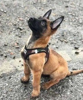 Belgian Malinois For Sale In Indore