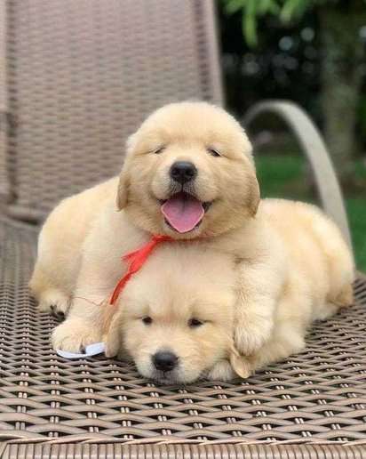 Golden Retriever For Sale In Kolkata