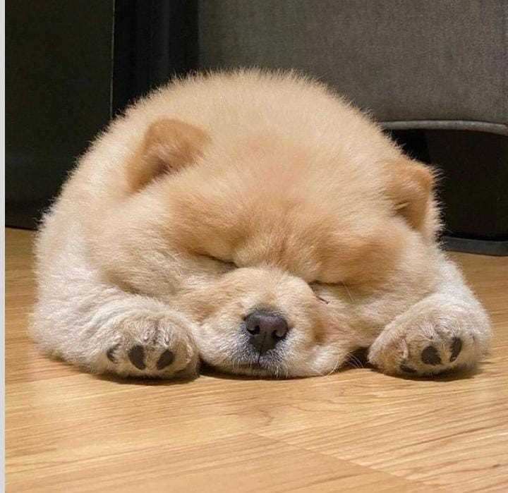 Chow Chow For Sale In Indore