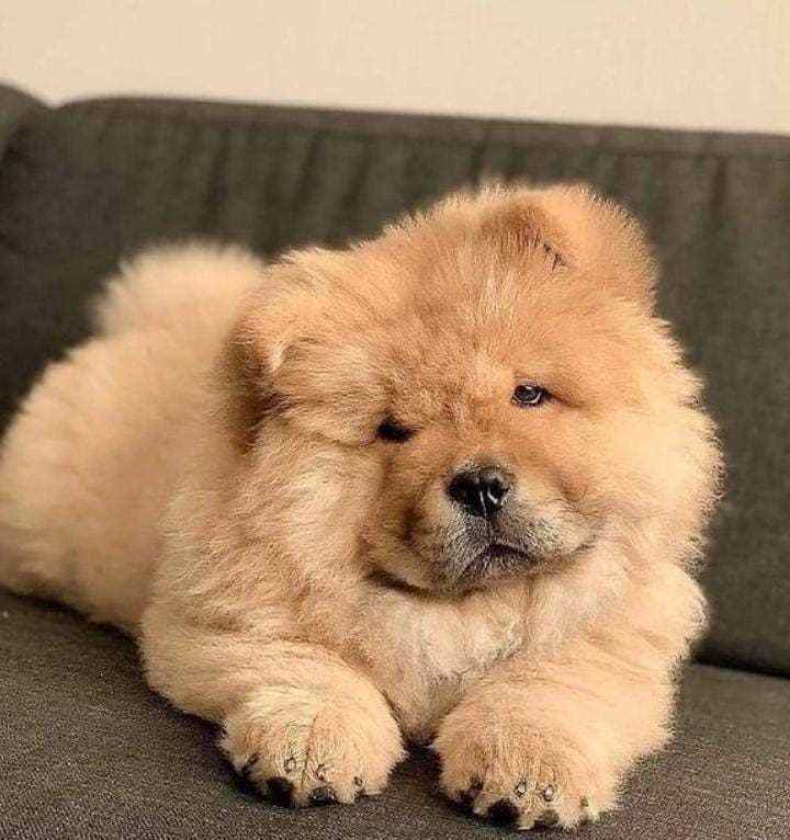 Chow Chow For Sale In Patna