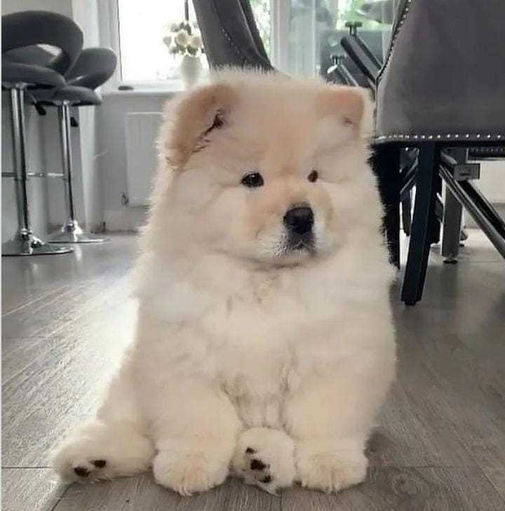Chow Chow For Sale In Kochi