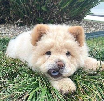 Chow Chow For Sale In Chandigarh