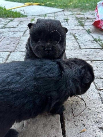 Chow Chow For Sale In Agra