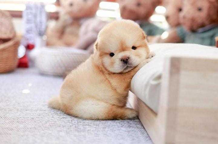 Chow Chow For Sale In Bhubaneswar