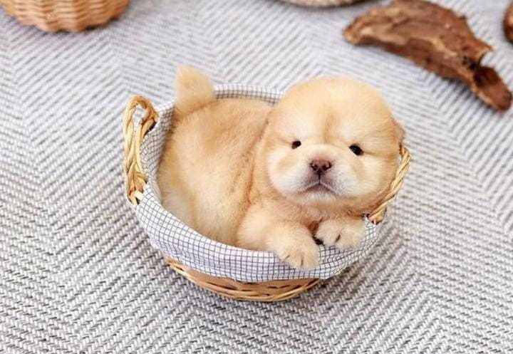 Chow Chow For Sale In Coimbatore