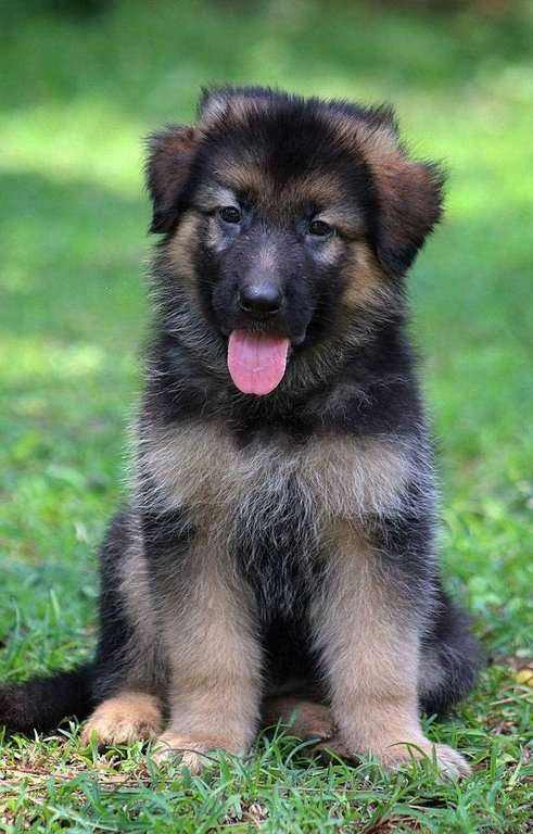 German Shepherd For Sale In Ghaziabad