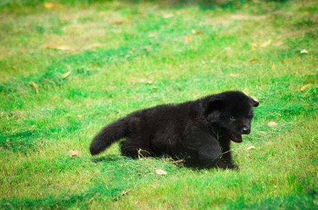 German Shepherd For Sale In Visakhapatnam