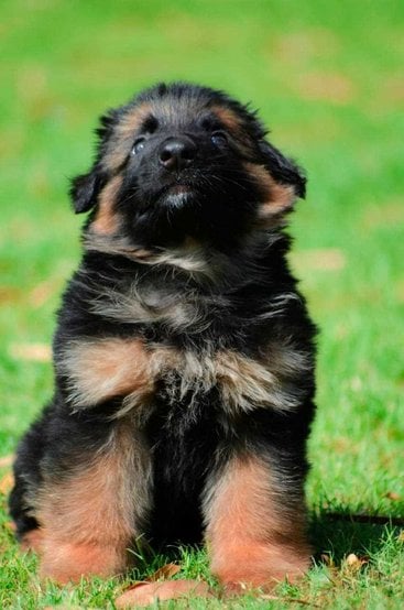 German Shepherd For Sale In Kozhikode