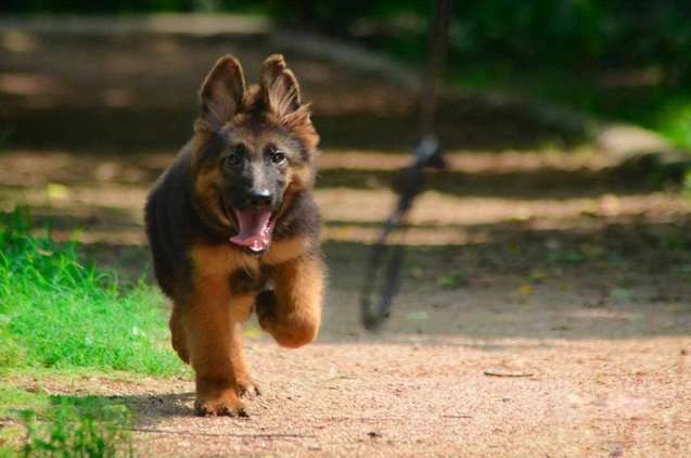 German Shepherd For Sale In Ranchi
