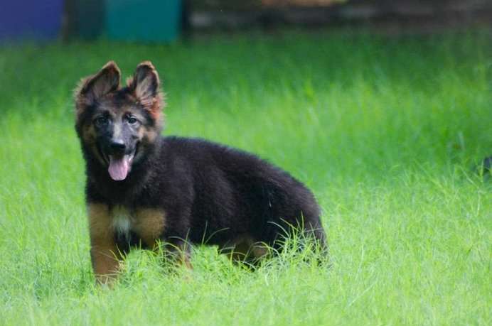 German Shepherd For Sale In Thiruvananthapuram