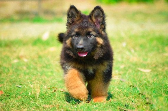 German Shepherd For Sale In Faridabad