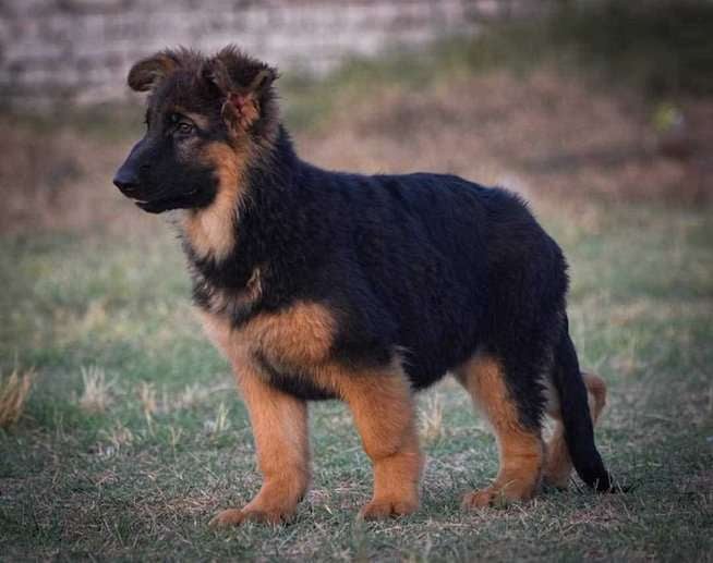 German Shepherd For Sale In Secunderabad